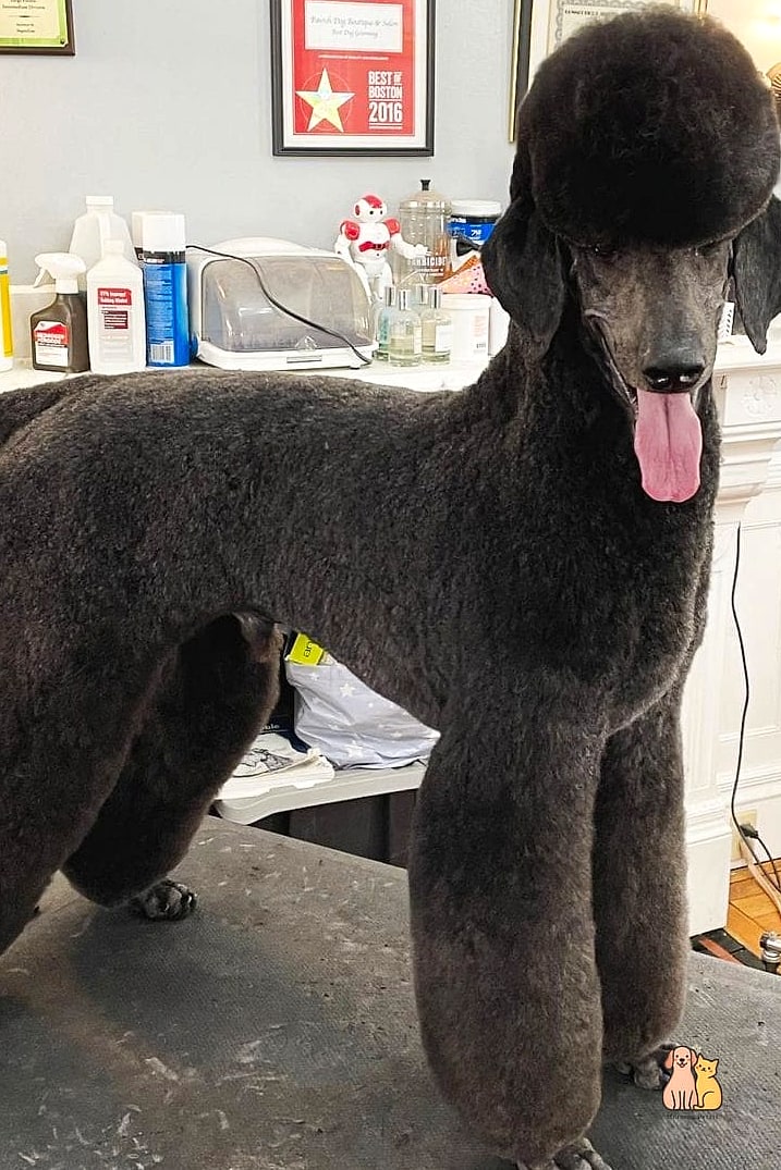 20 Stunning Dog Grooming Scissors You Need in Your Life Right Now 13 Black Matte Finish Shears