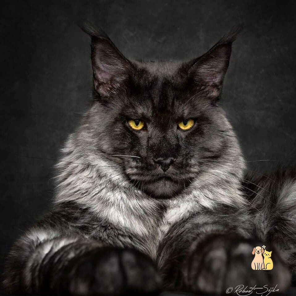 Black Smoke Maine Coons with a Dramatic Two-Tone Coat
