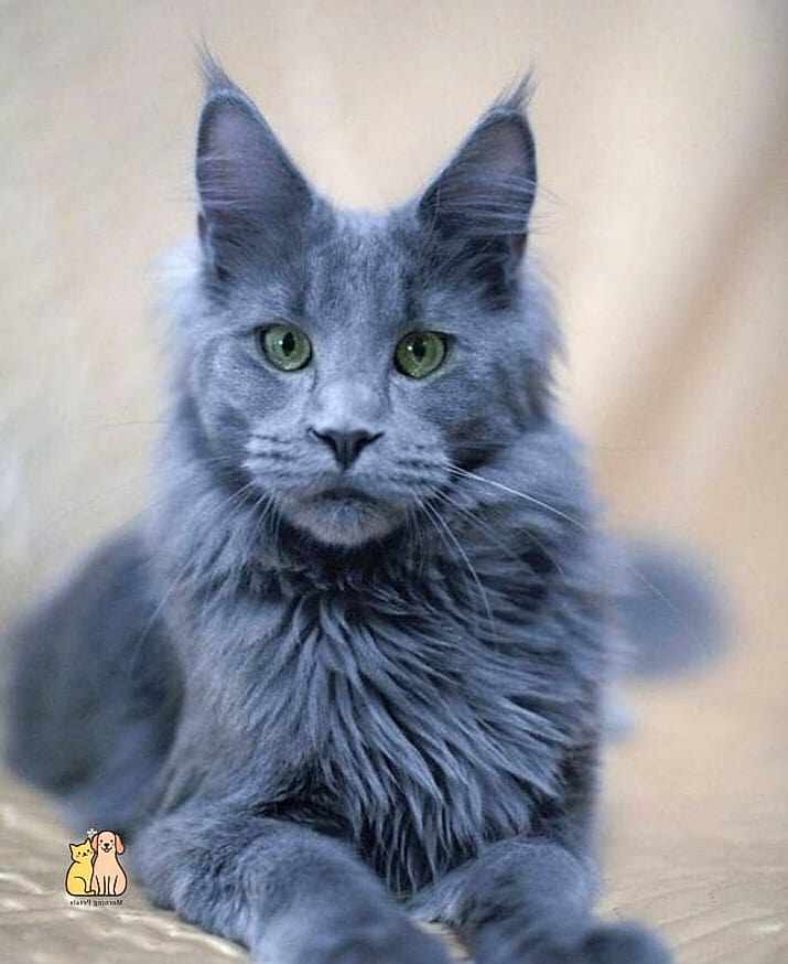 Blue Maine Coons with a Soft Slate-Gray Coat