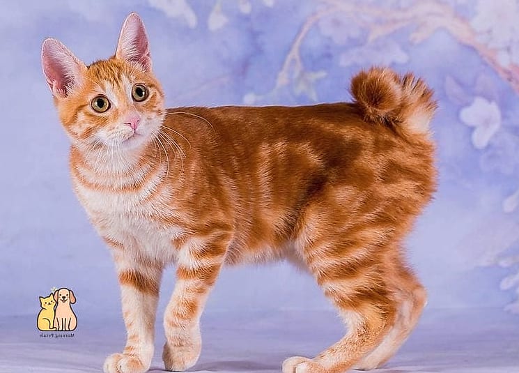 The Bobtail Beauty