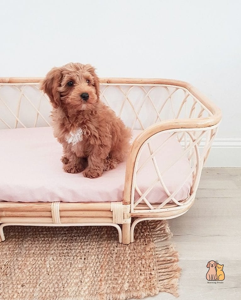 The Boho Rattan Dog Basket House