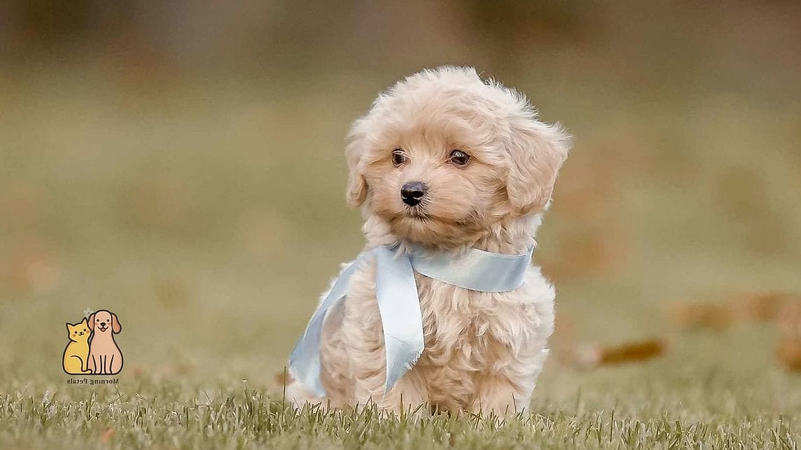 45 Cute Dogs That Dont Shed That Will Restore Your Faith in the World 19 Bolognese