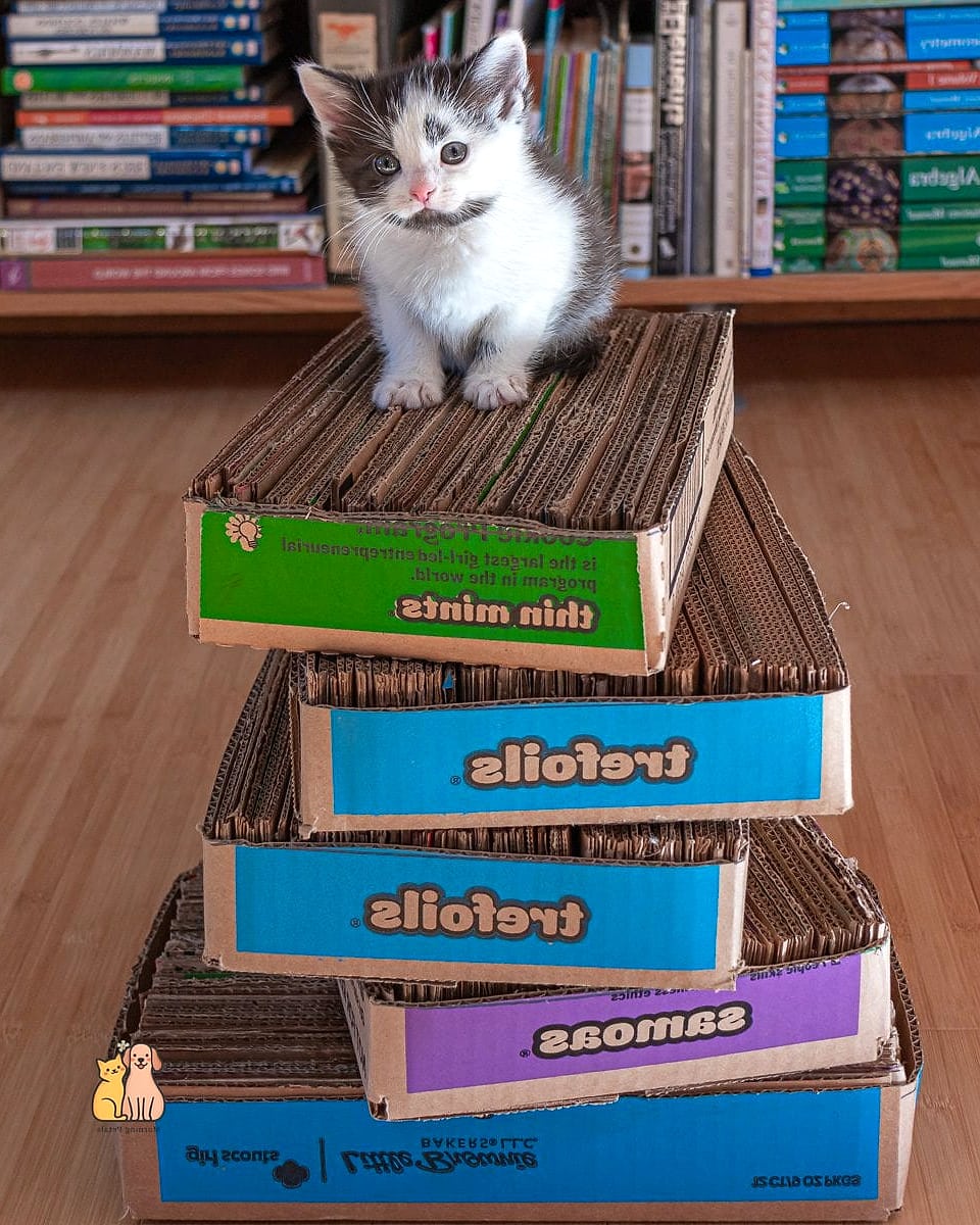 The Bookshelf Scratcher