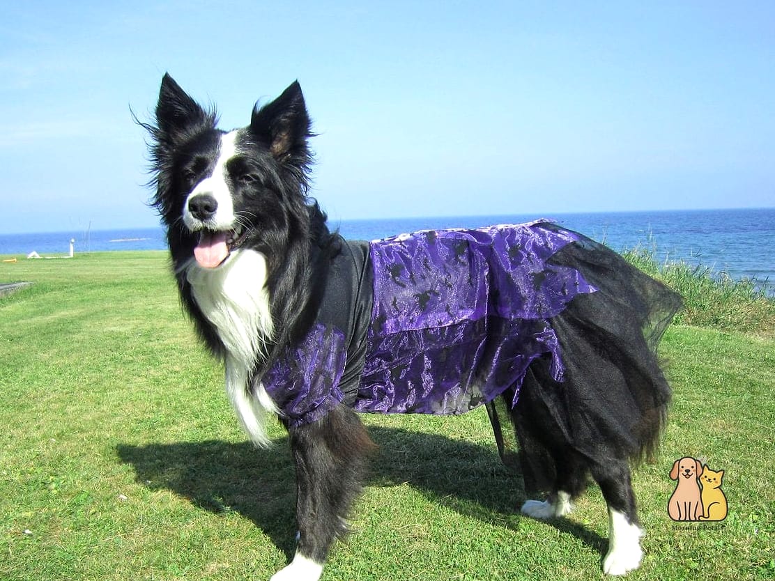 The Border Collie in a Polished Outdoor Vest