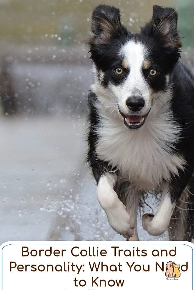 The Border Collie Breed: The Ultimate Guide 4 Border Collie Temperament and Personality