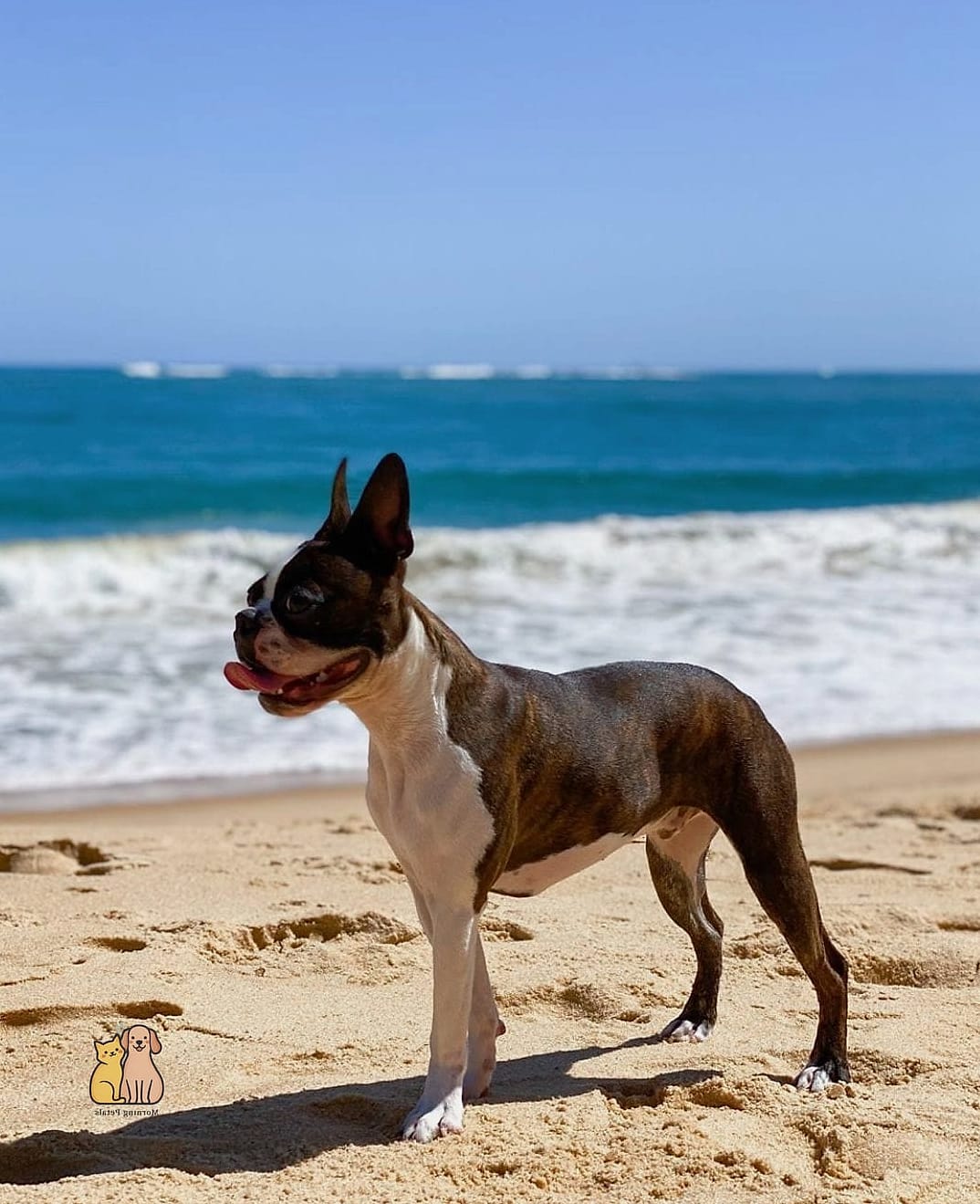 Boston Terrier