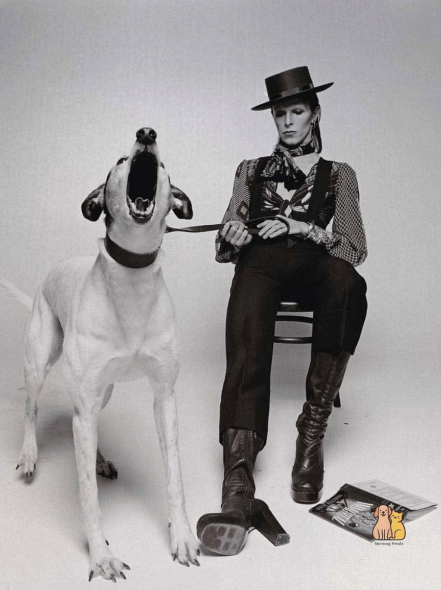 15 Creative Boy Dog Names That Are Totally Unique and Adorable 3 Bowie