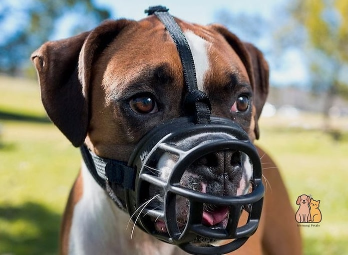 The Breathable Mesh Summer Muzzle