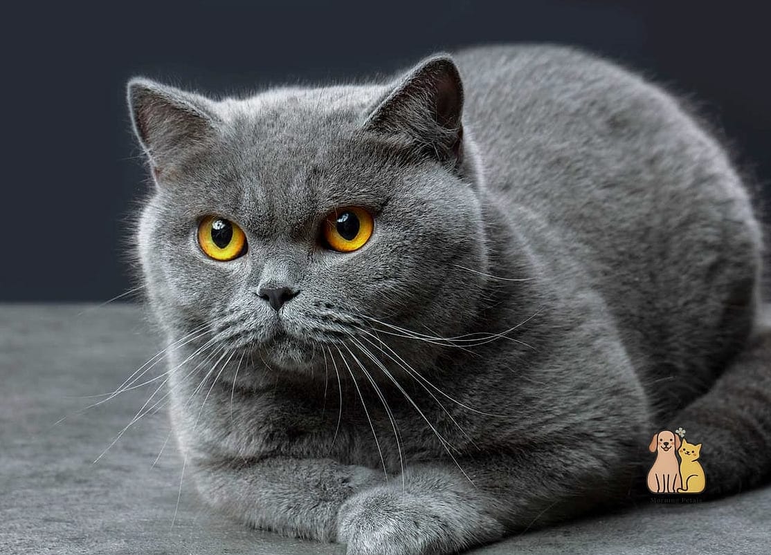 British Shorthair