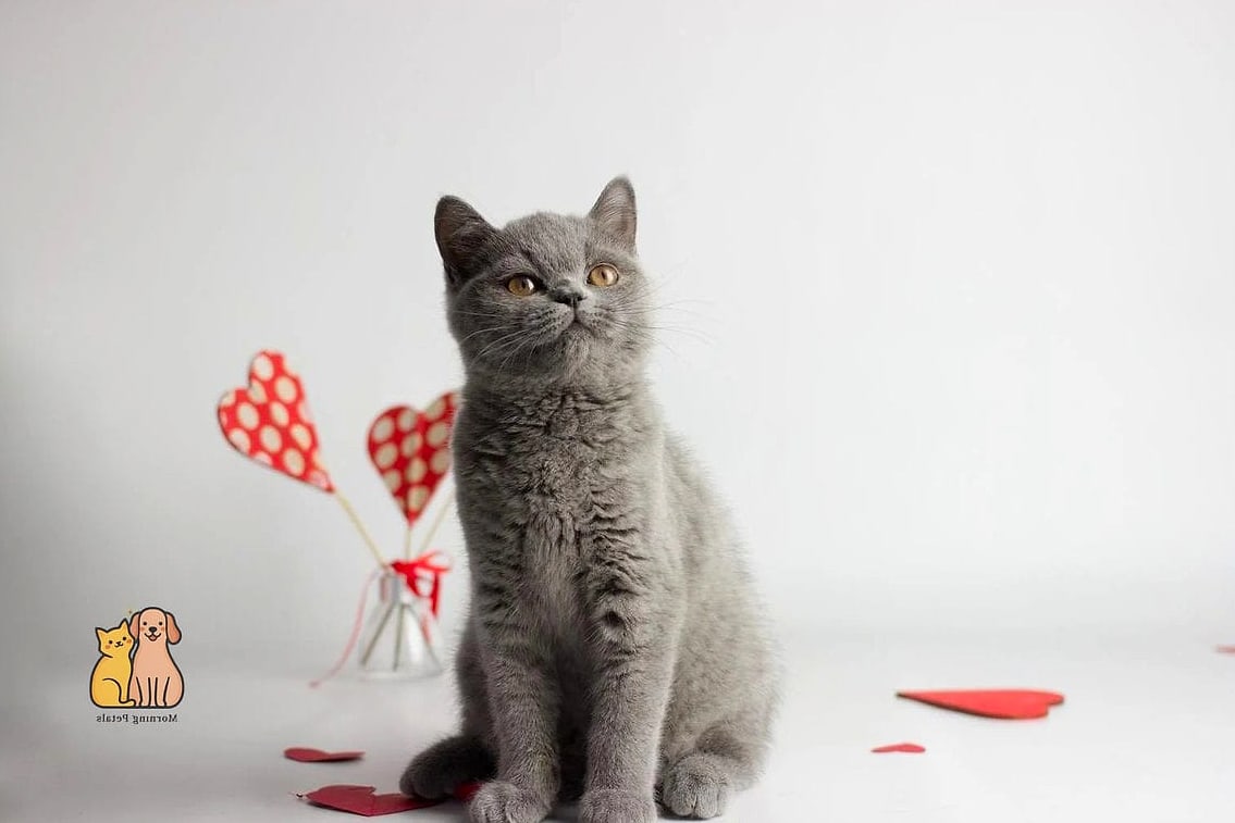 The British Shorthair's Round Face