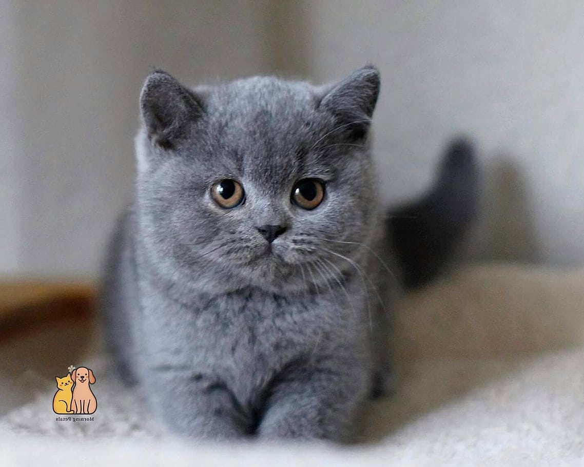 The British Shorthair