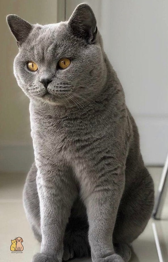 The British Shorthair