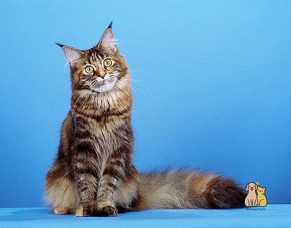 Brown Patched Tabby Coats with Rich, Layered Coloring