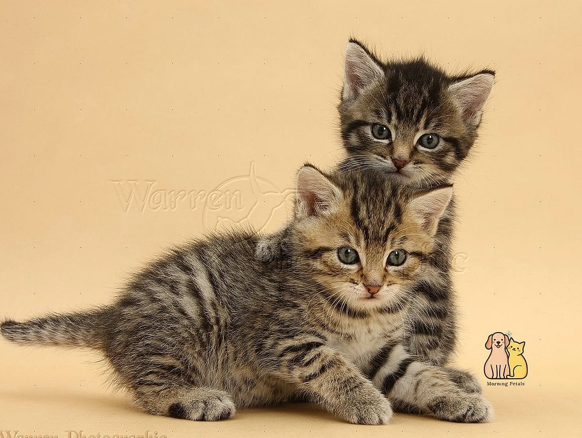 Brown Tabbies Are the Most Common Coloring
