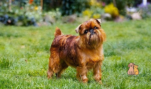 The Small Dog Breeds: You Didn't Know You Needed 6 The Brussels Griffon