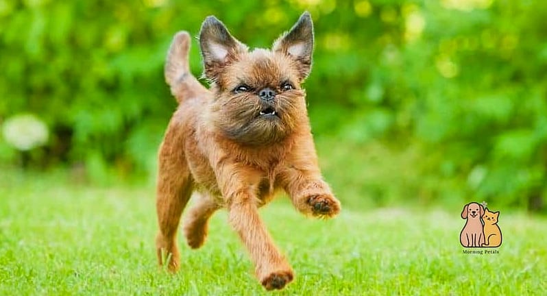 45 Cute Dogs That Dont Shed That Will Restore Your Faith in the World 26 Brussels Griffon