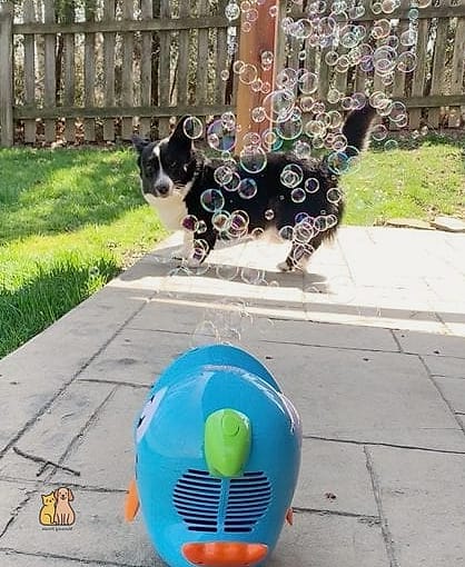 Bubble Machine Play