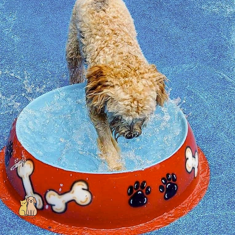 The Budget Splash Table for Small Dogs