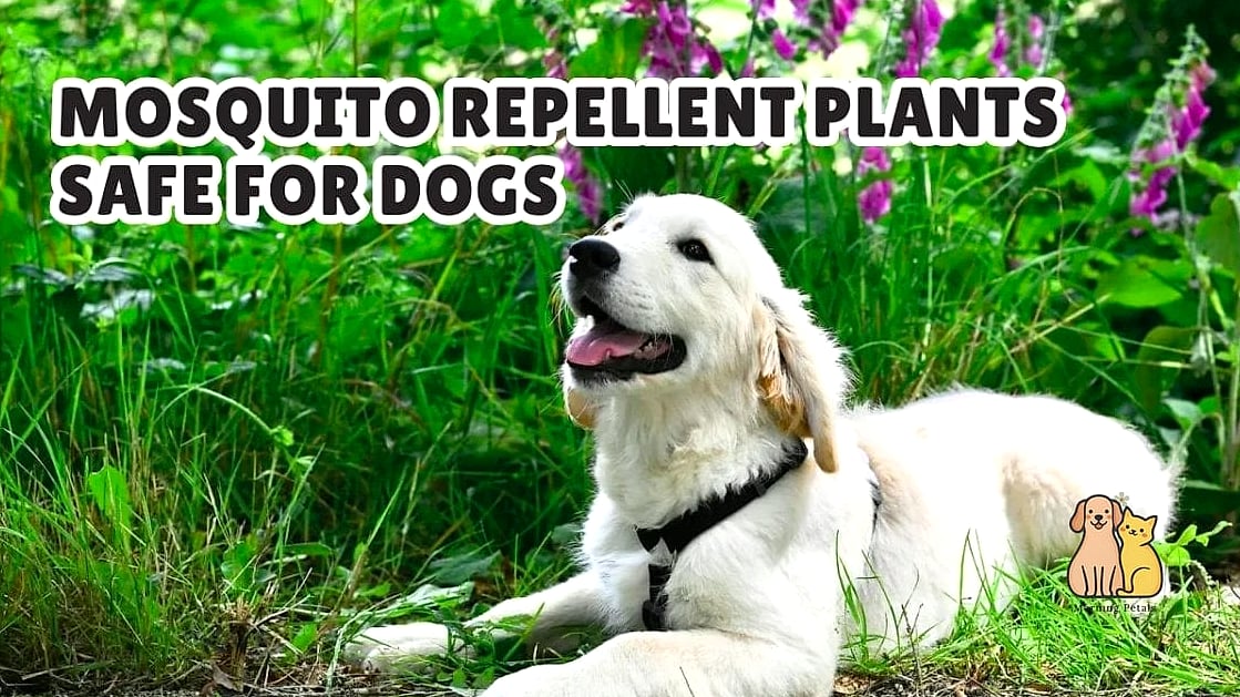 25 Simple Dog Yard Ideas to Try Right Now 19 A Bug-Free Citronella Zone