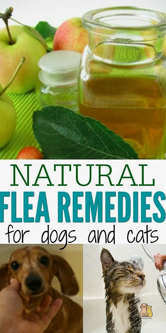 25 Amazing Flea Remedy For Dogs That Prove Pets Are the Best 26 Building a Loving Flea Prevention Routine
