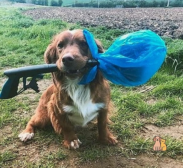 A Built-In Poop Bag and Waste Station