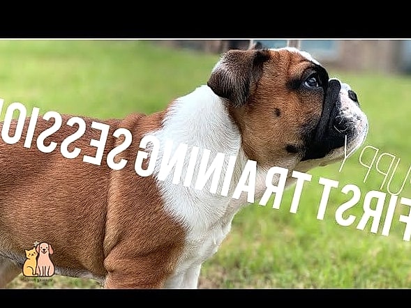 The Bulldog Breed: You Didn't Know You Needed 10 Bulldog Puppies and Training Tips