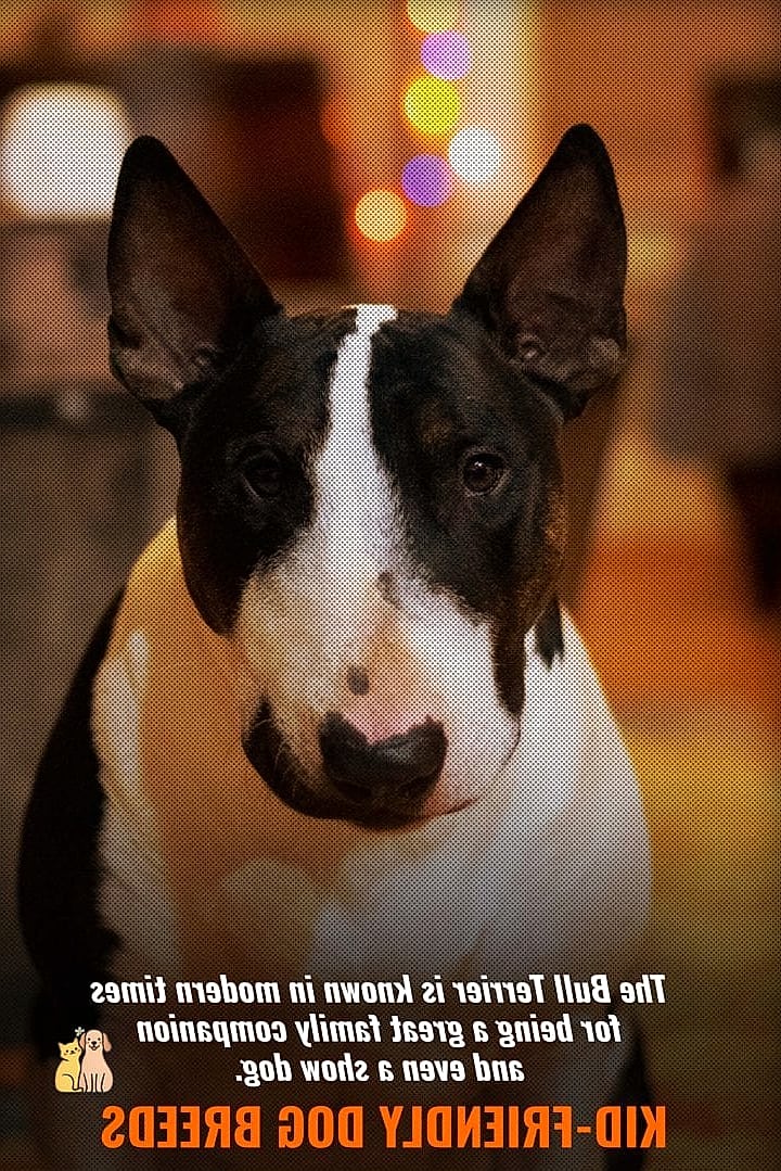 The Bull Terrier