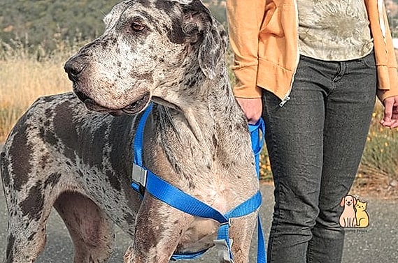 The Butterfly Garden Mesh Harness