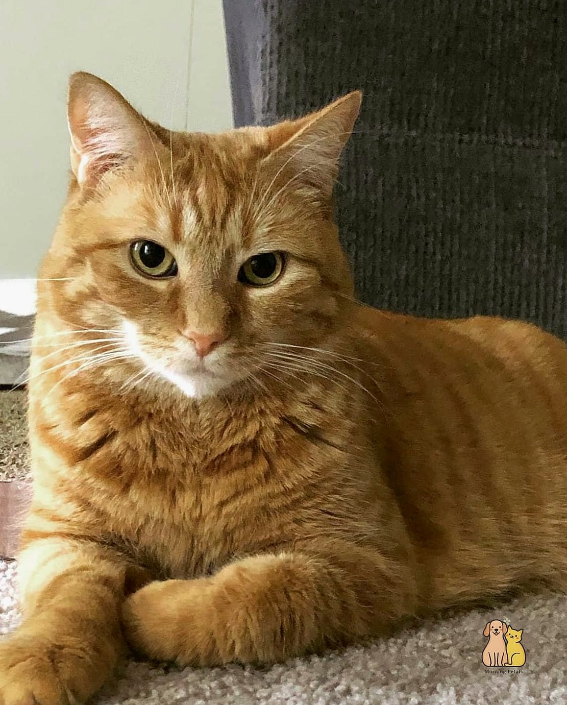 Butterscotch the Bookworm's Companion