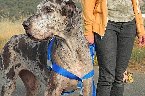 The Cabin Fever Buffalo Plaid Harness