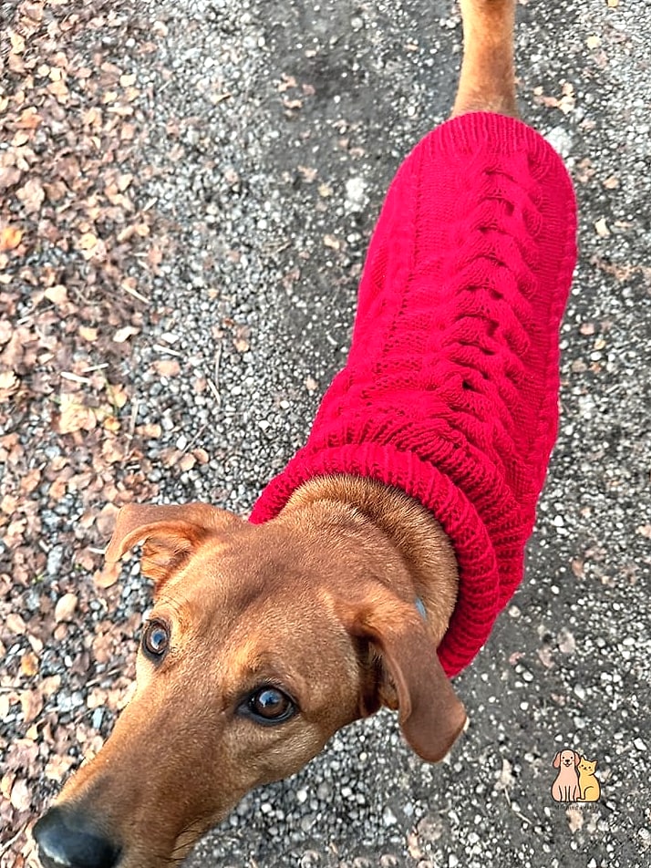 20 Heartwarming Dog Accessories You Need in Your Life Right Now 18 A Cable Knit Sweater With Pom-Pom Details