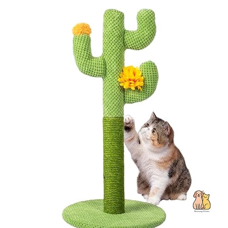 The Cactus Scratching Post