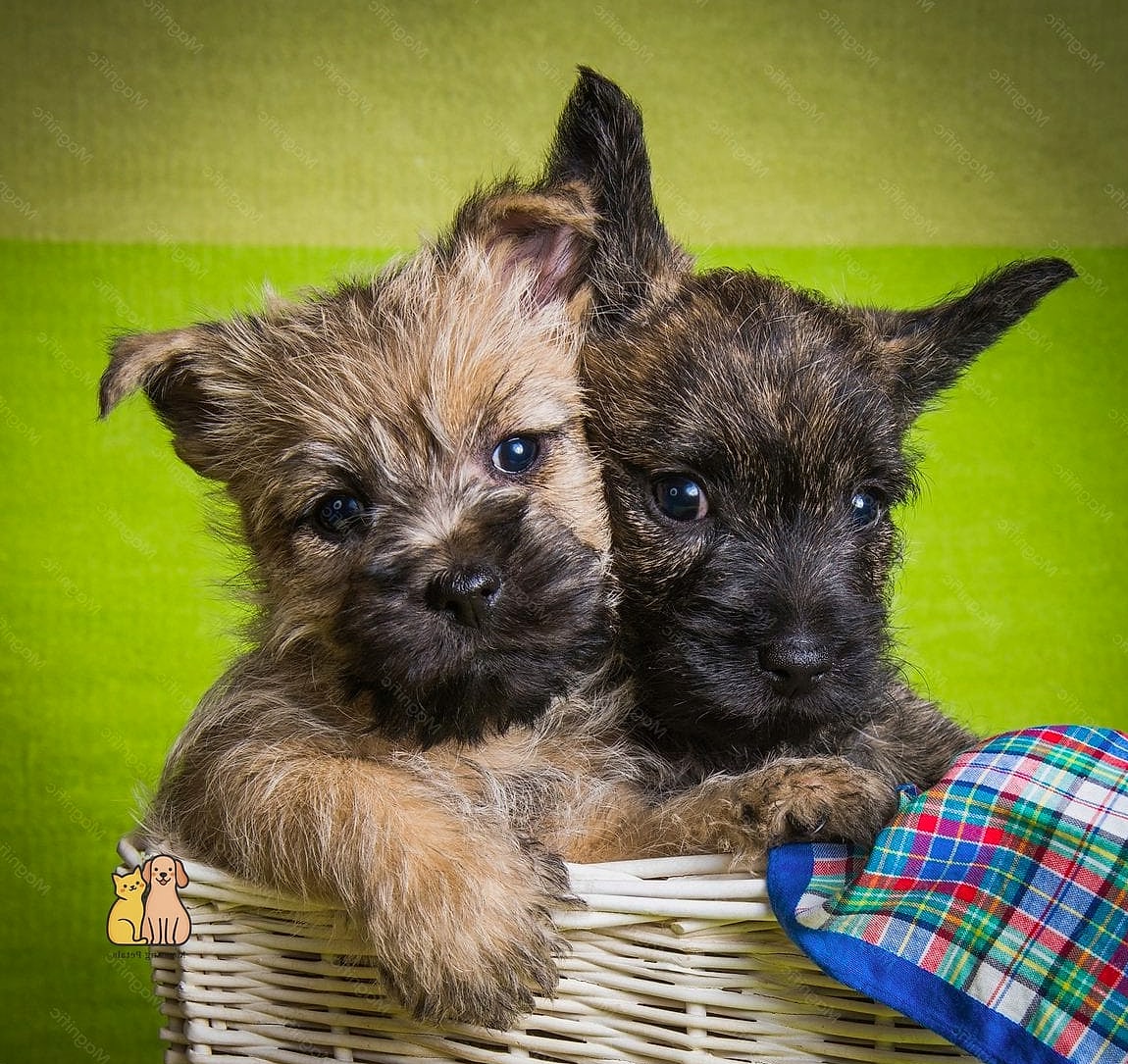 45 Cute Dogs That Dont Shed That Will Restore Your Faith in the World 29 Cairn Terrier