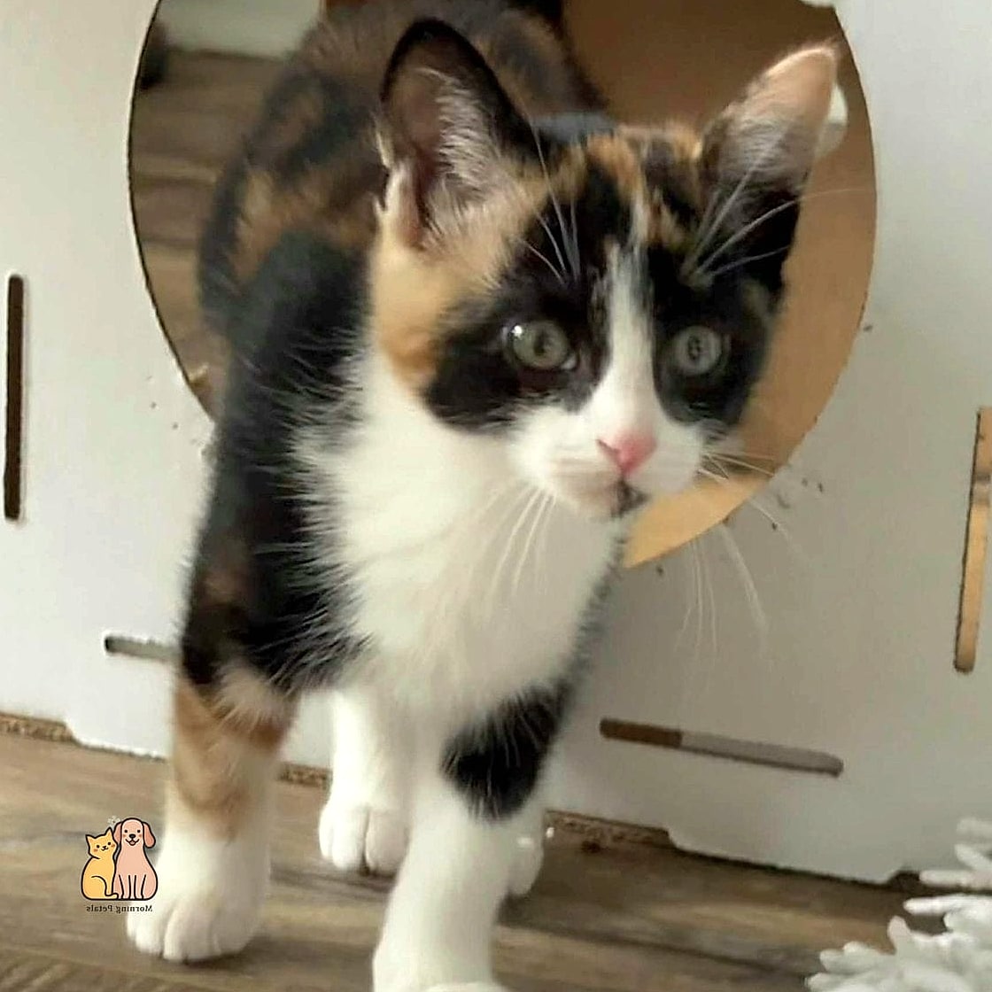 The Calico Kitten With Freckled Paws