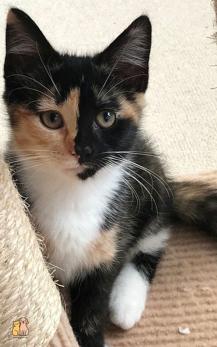 The Calico Kitten With a Solid Orange Tail