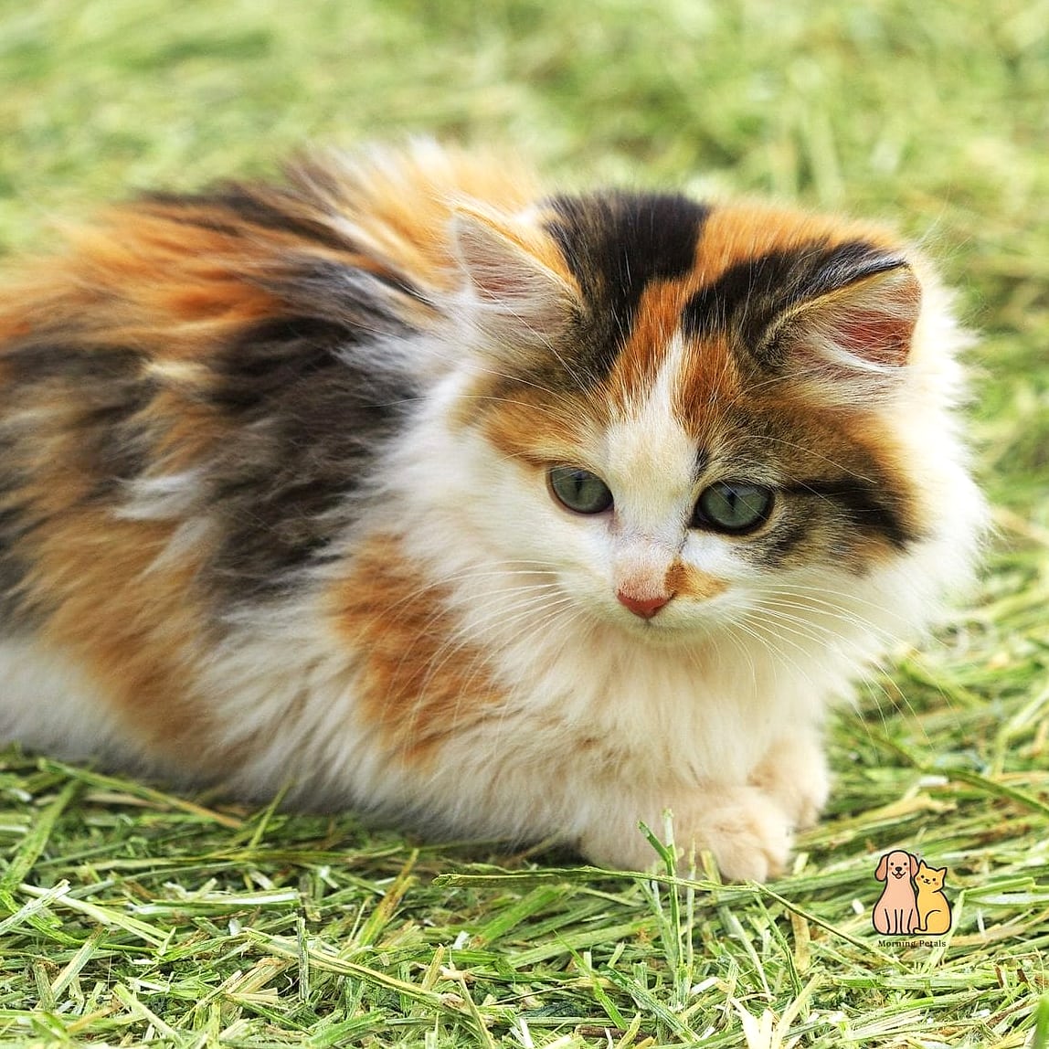 The Calico Kitten With a Rare Ginger-Heavy Pattern