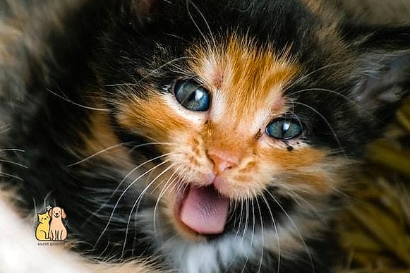 The Calico With Mismatched Eye Colors