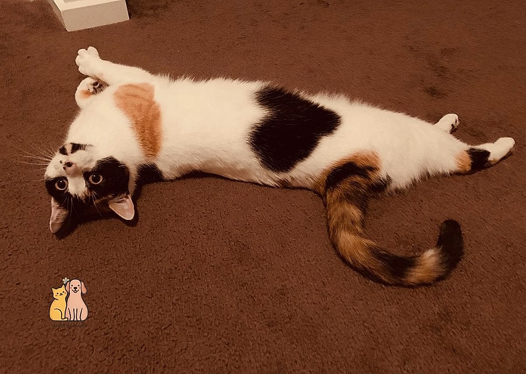 The Calico With a Perfect Heart-Shaped Patch