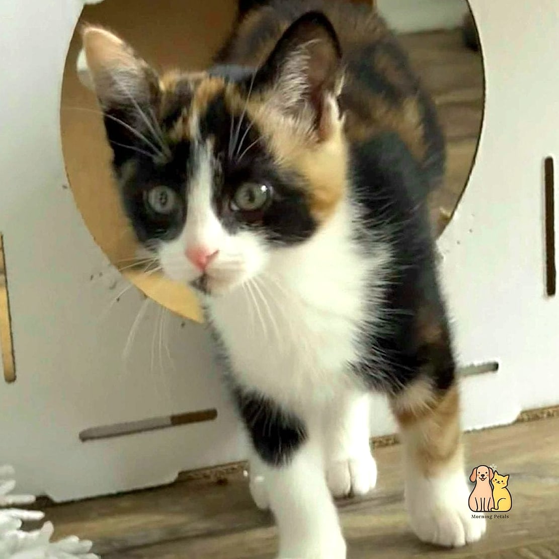 The Calico With a Symmetrical Face Split