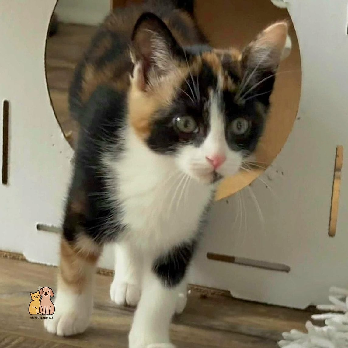 The Calico With White Boots and a White Bib