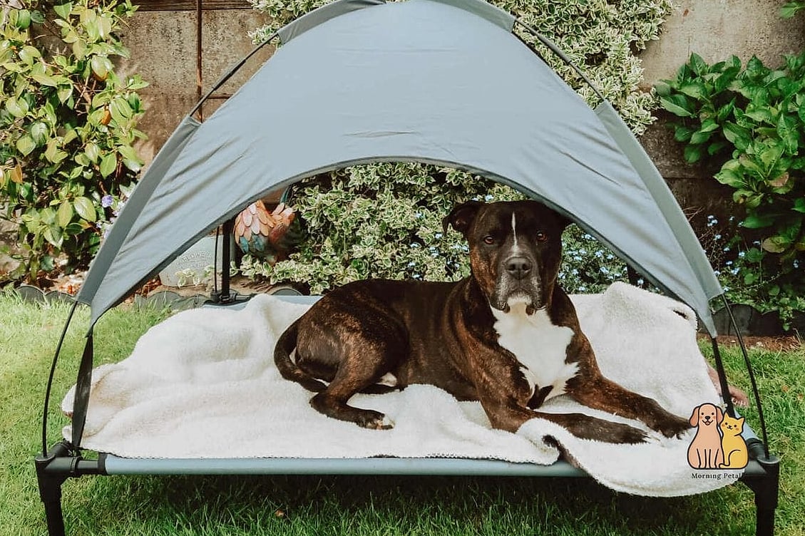 23 Budget-friendly Dog Bed Ideas For Living Room That Are Going Viral 12 The Canopy Dog Bed