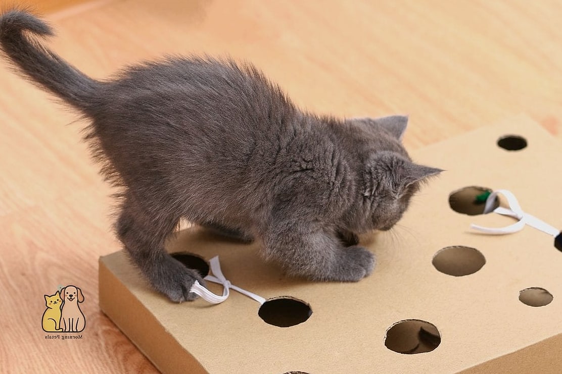 Cardboard Box Maze