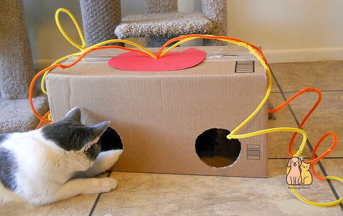45 Easy Diy Cat Toys to Try Right Now 3 Cardboard Box Maze