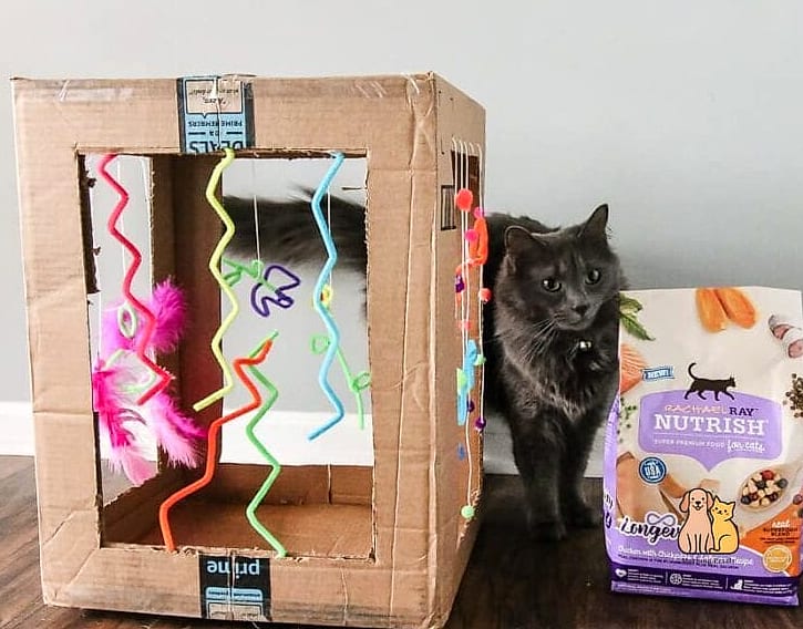Cardboard Box Base with Hammock Top