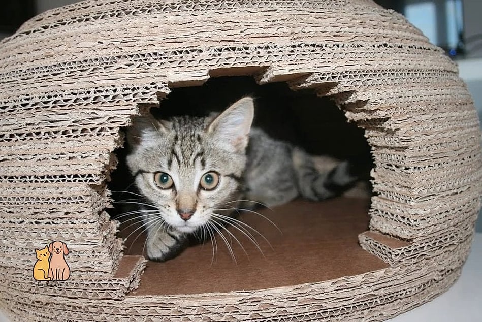 The Cardboard Box Cave