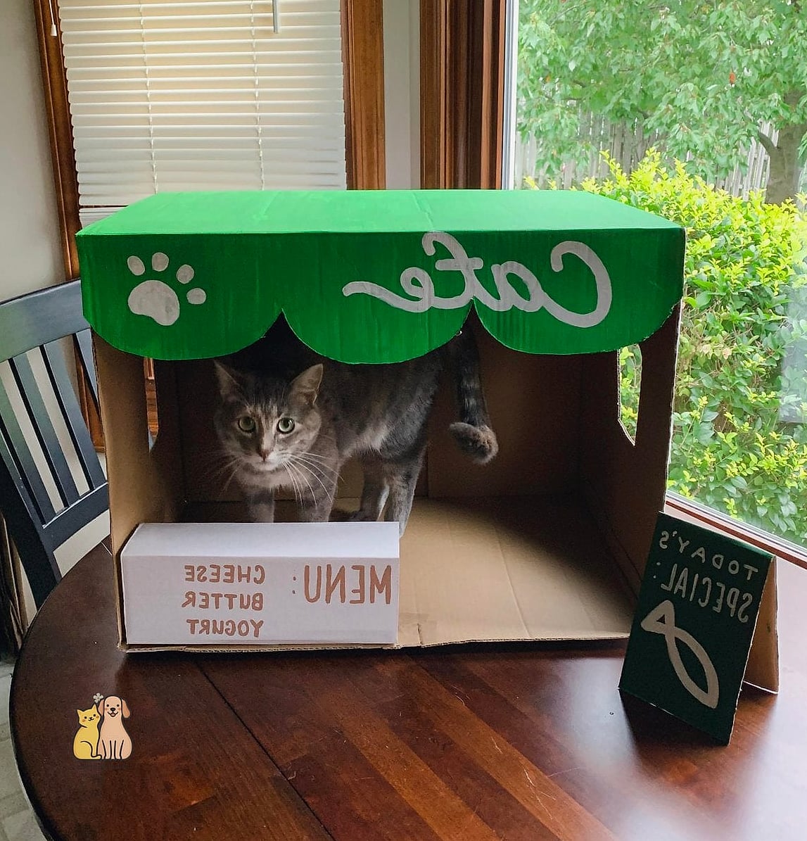 The Cardboard Cat Cafe