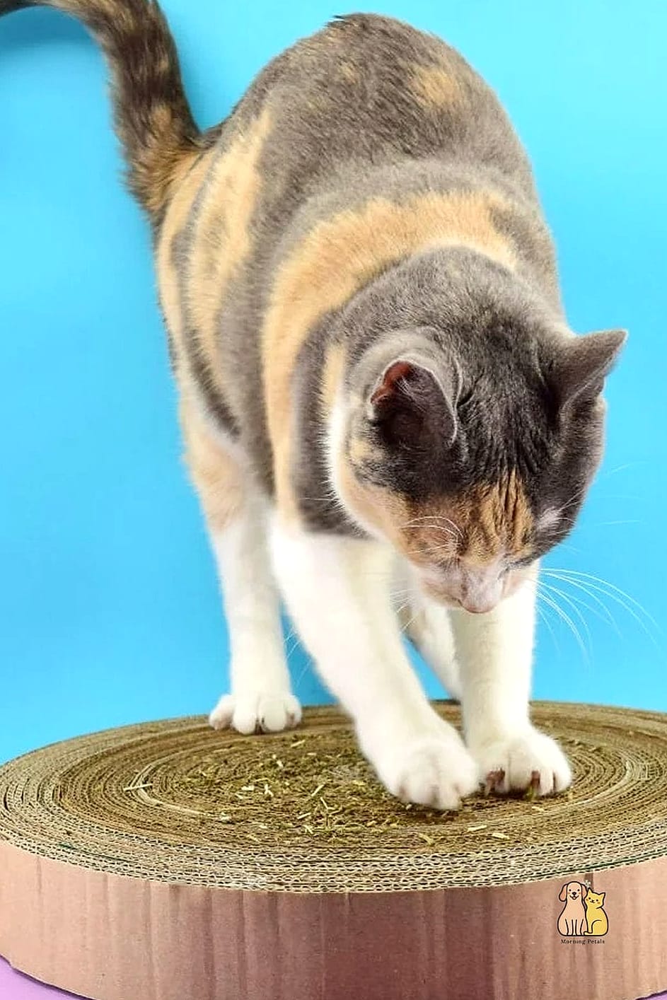 Cardboard Scratch Toy