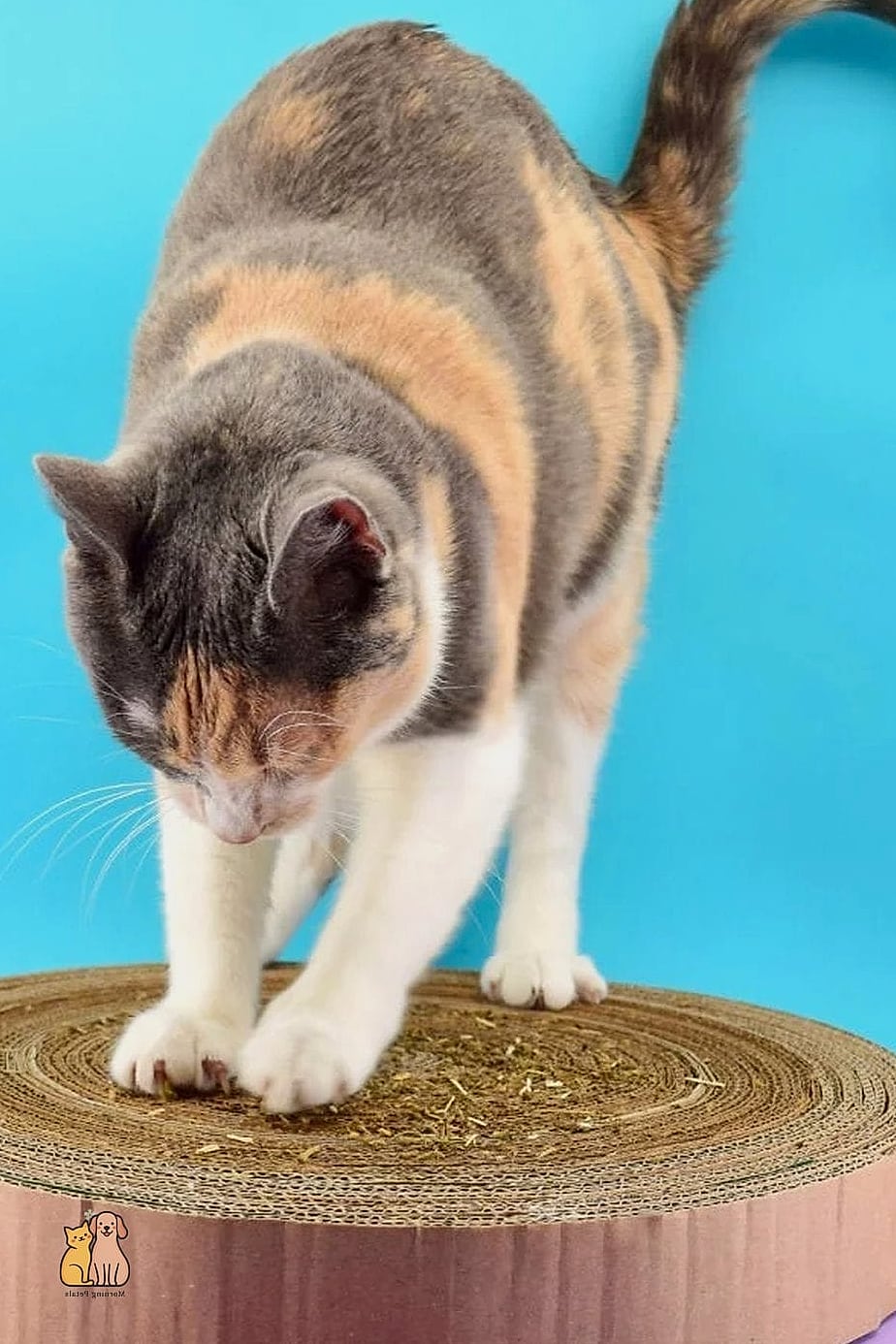 30 Creative Diy Cat Scratchers That Will Inspire You 19 Cardboard Scratch Wave