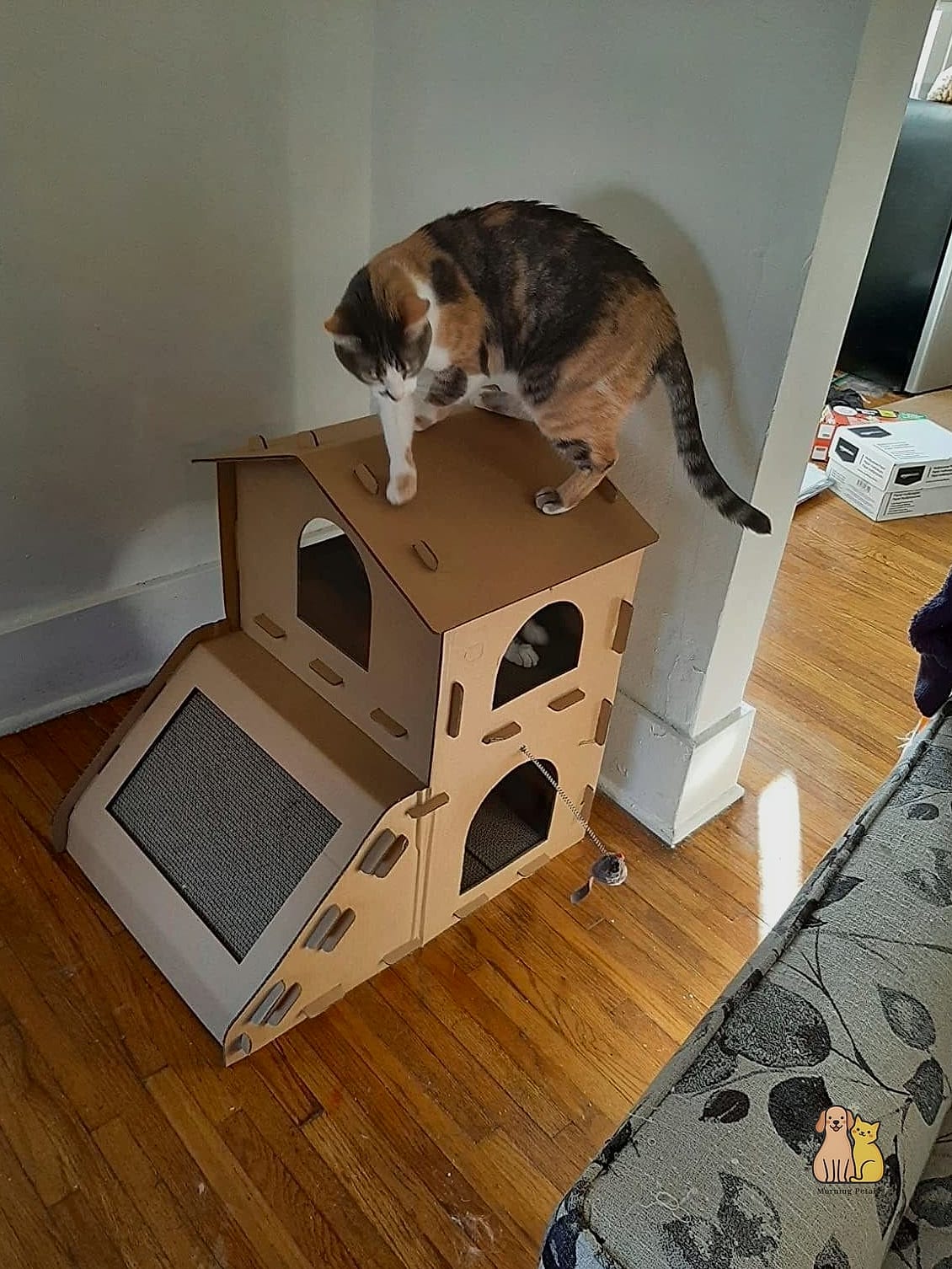 The Cardboard Scratcher