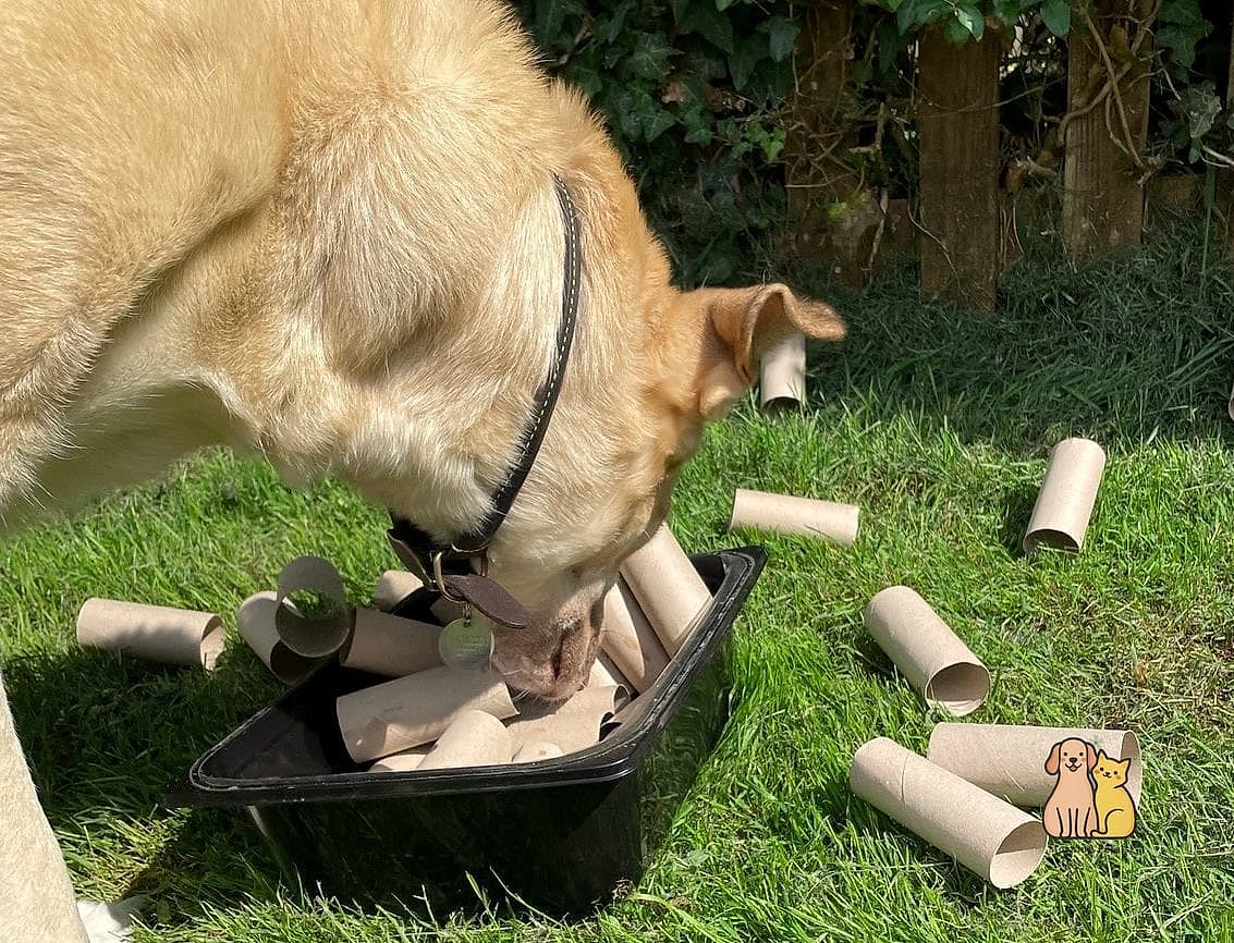 Cardboard Tube Treat Dispensers